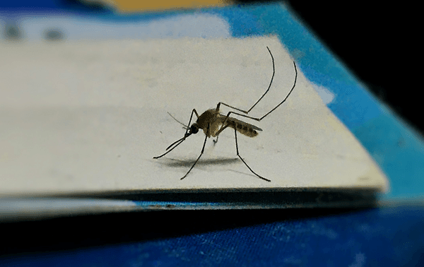 Mosquito Control